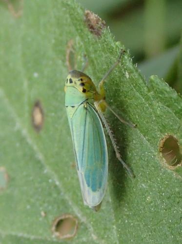 Réf. 251 462 : Cicadella viridis